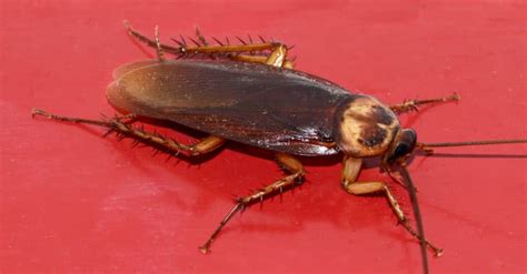 roach exterminator raleigh  Our Rating